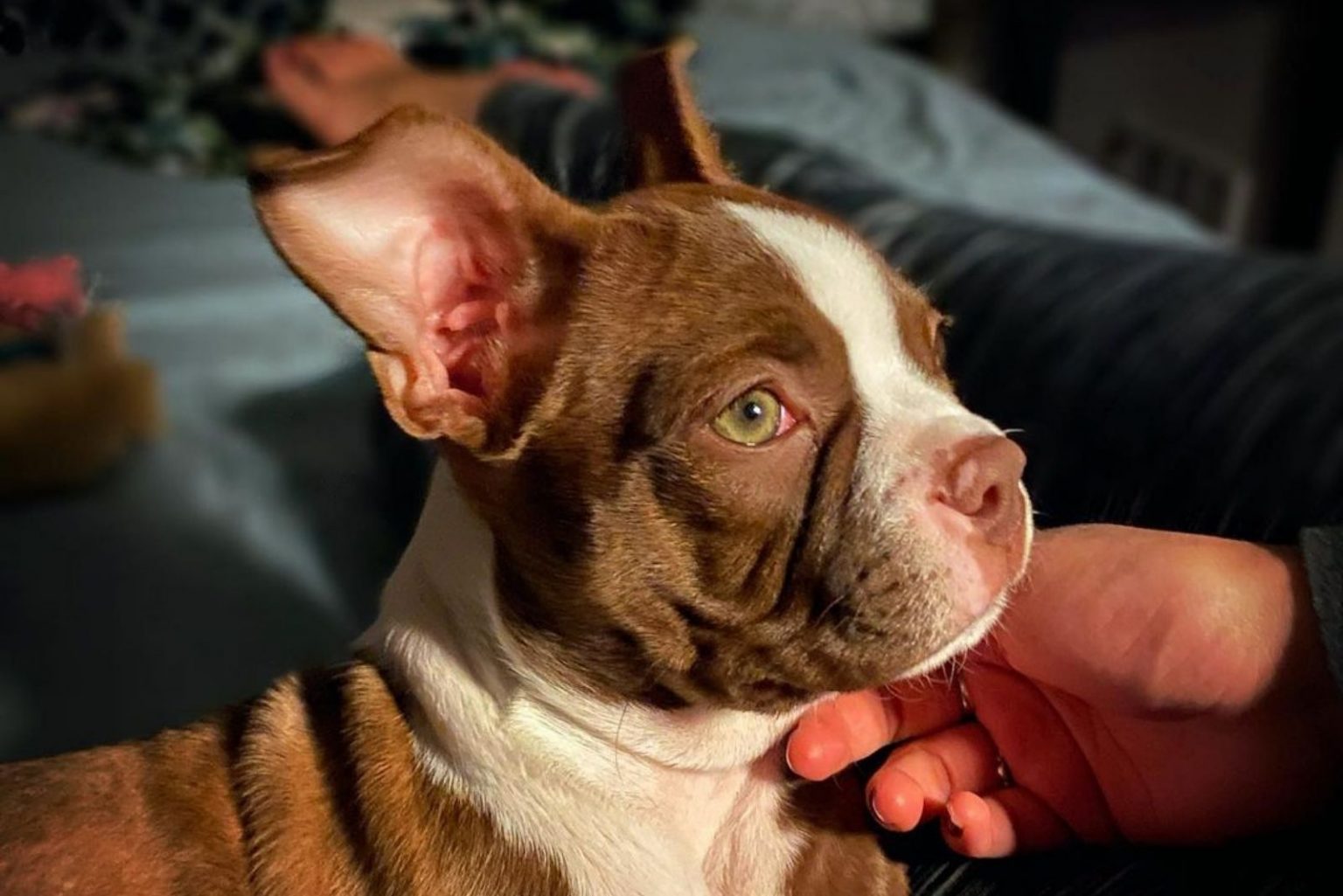 The Red Boston Terrier - An Ultimate Guide About This Dog