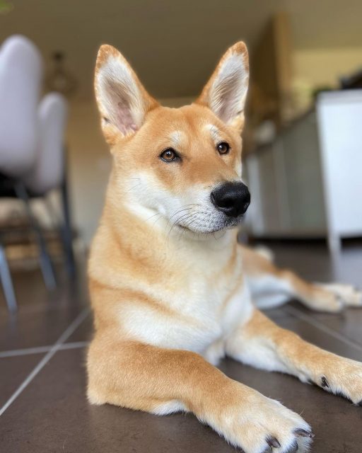 Shiba Corgi - All About This Adorable Mix