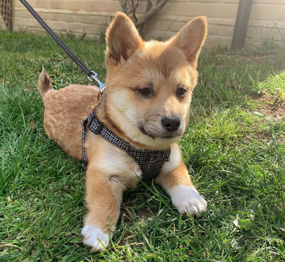 Shiba Corgi - All About This Adorable Mix