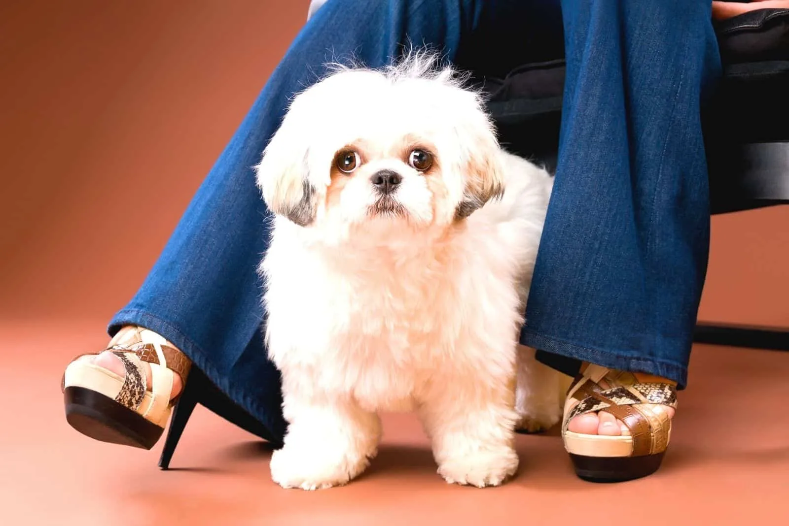 Palusa, the Bilingual Pup: A Shih Tzu-Poodle Dogumentary