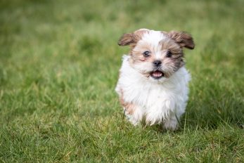 Blue Shih Tzu: Everything About These Rare Puppies