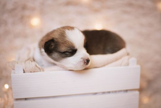 Australian Shepherd Corgi Mix - The Ultimate Herding Dog