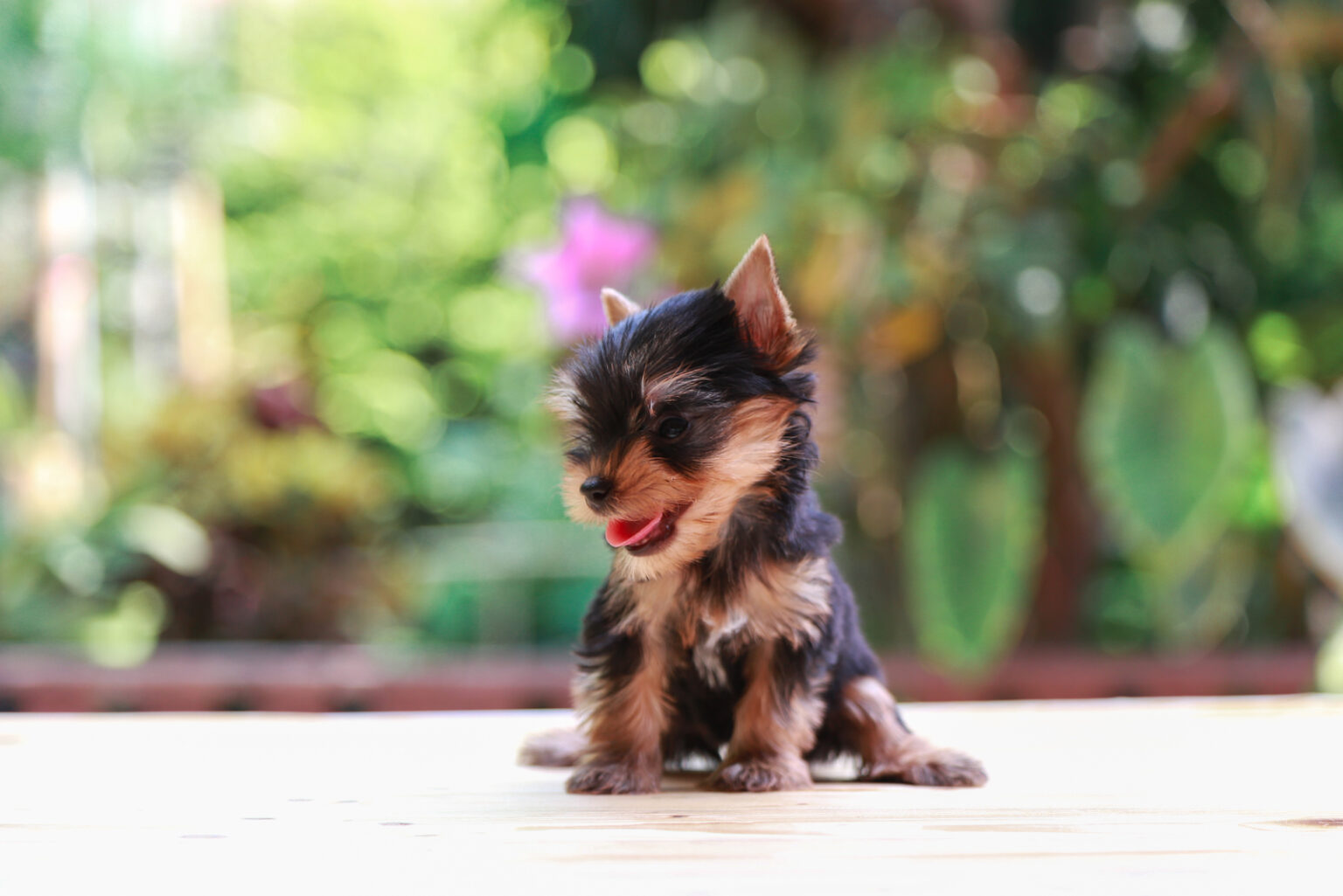 Are Yorkies Hypoallergenic? The Facts About Pet Allergies