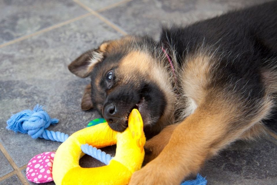 German Shepherd Teething: What To Expect And How To Help