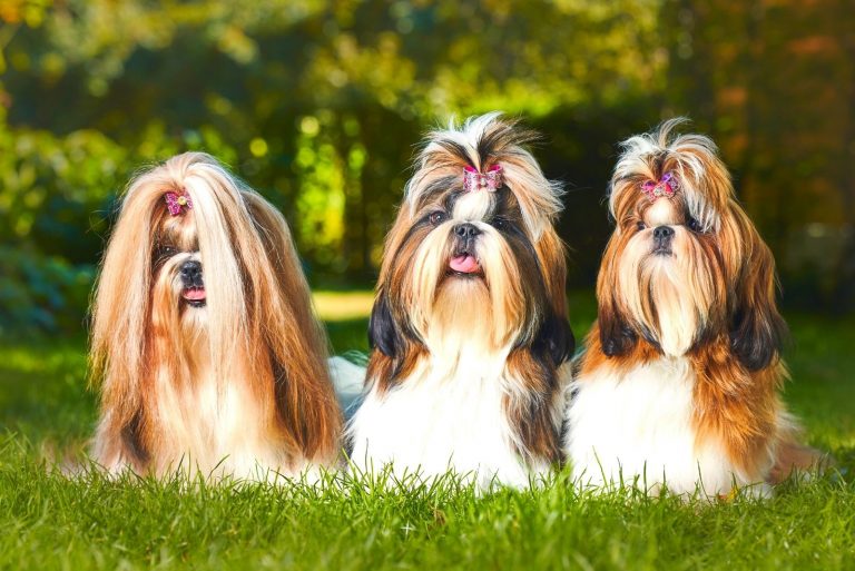 Three Shih Tzu puppies