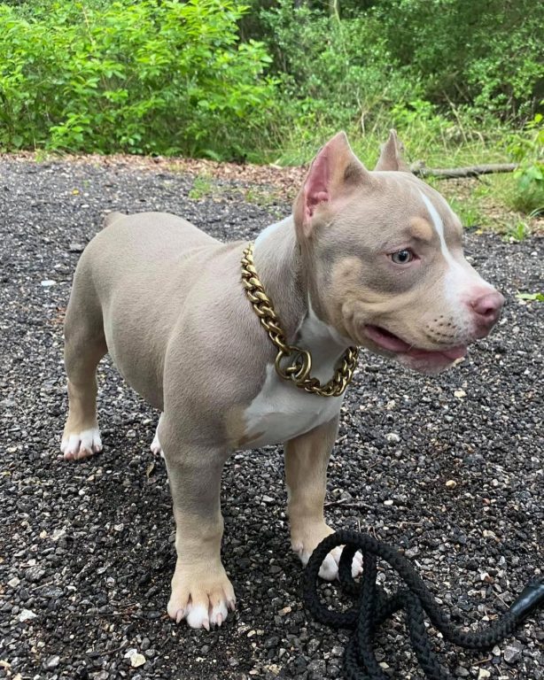 All About The Pitbull Price How Much Do These Dogs Cost?