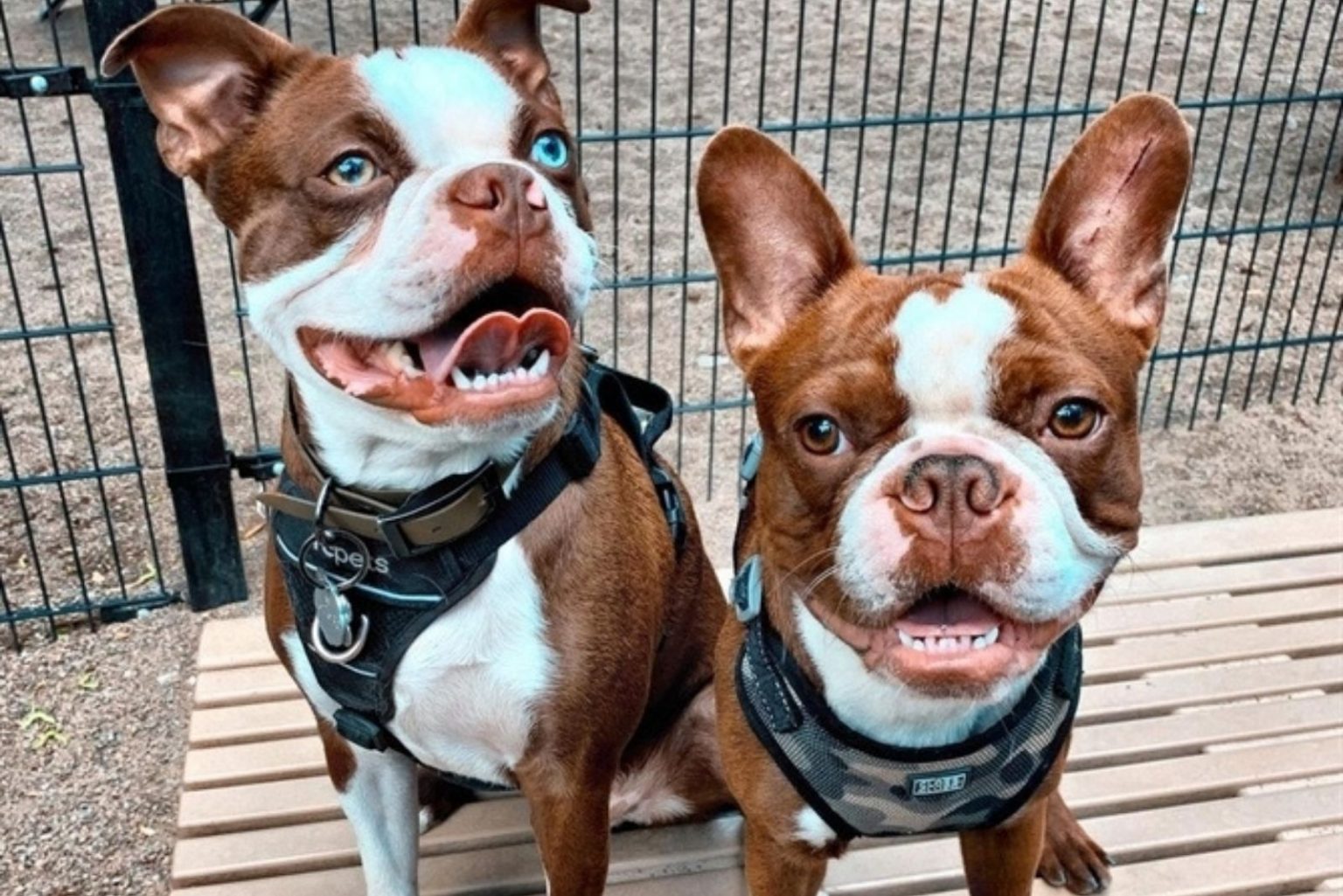 The Red Boston Terrier - An Ultimate Guide About This Dog