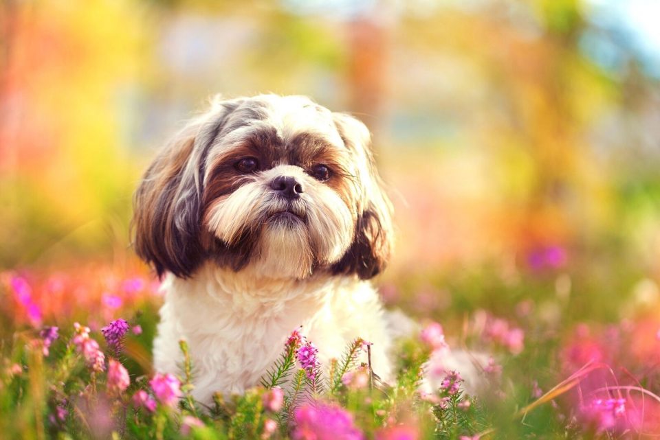 Shih Tzu portrait with blurred background