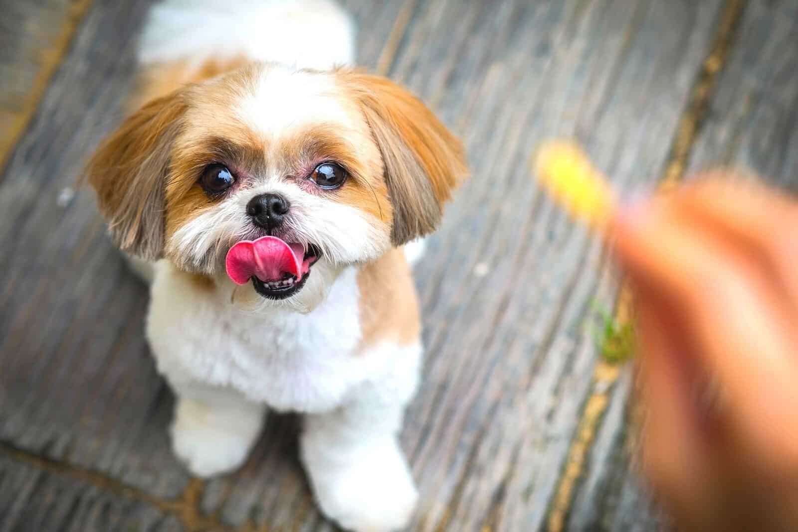 Young Shih Tzu sitting on the grass