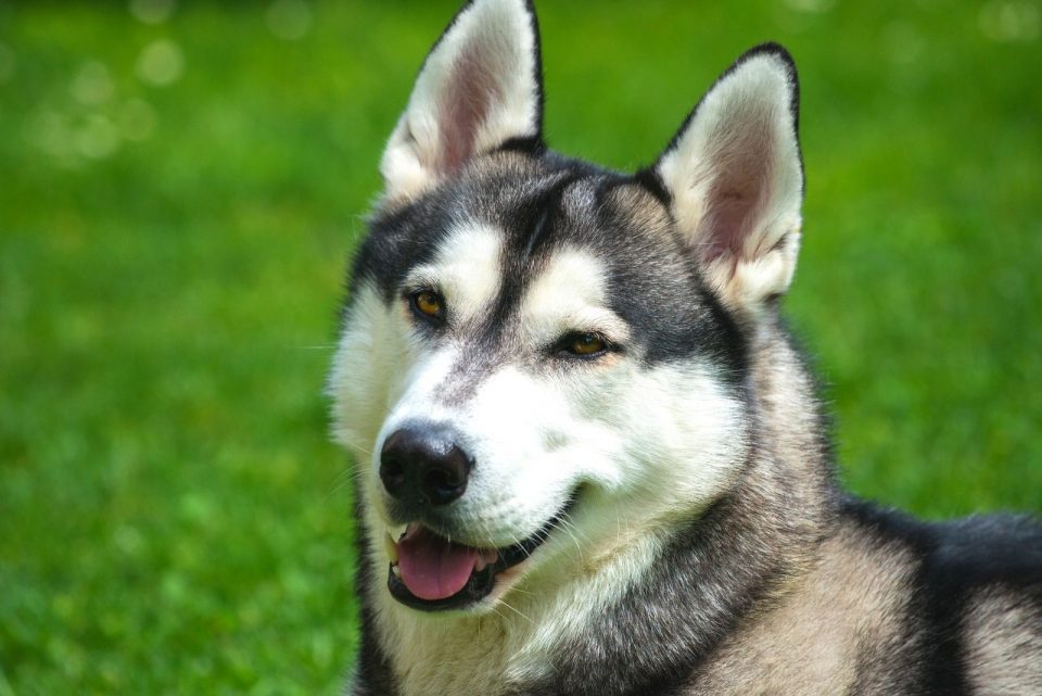 Husky Teething: How To Cope With Teething Husky Puppies