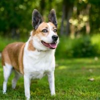 cute corgi mix dog on the grass outdoor