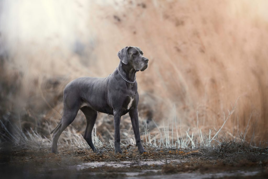 American Vs. European Great Dane - Is There a Difference?