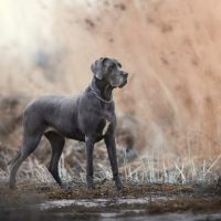 Amazing cute blue great dane