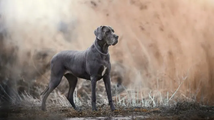 german great dane vs american great dane