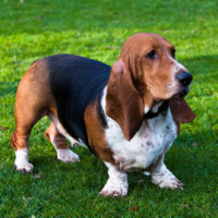 beautiful Basset Hound standing on the grass