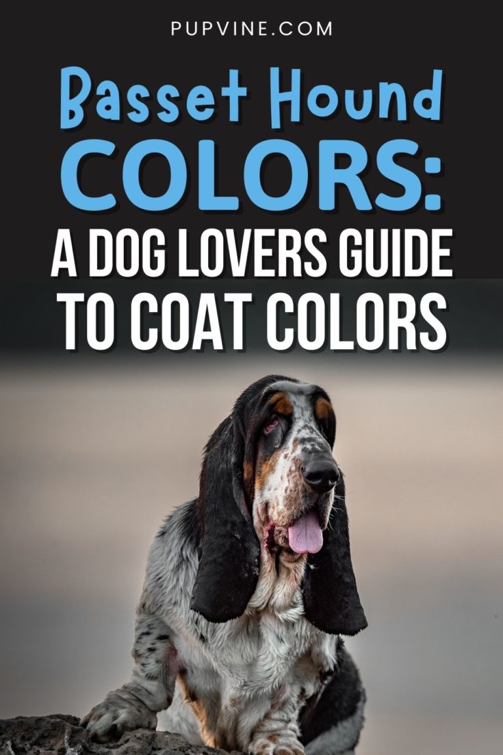 Basset Hound Colors: A Dog Lovers Guide To Coat Colors