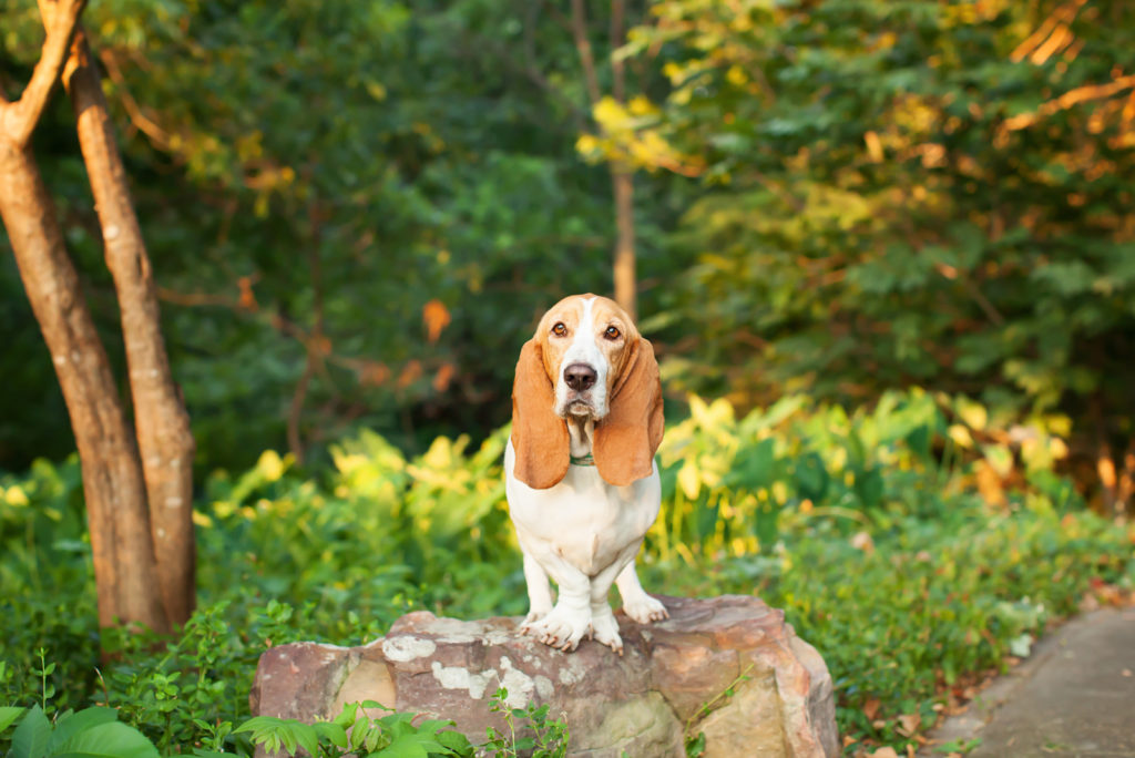 Basset Hound Colors: A Dog Lovers Guide To Coat Colors