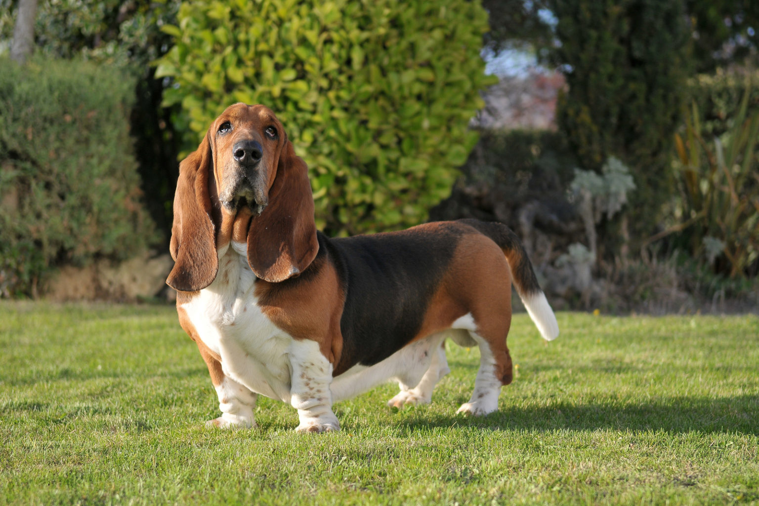 Basset Hound Colors: 10+Color Combinations & Markings