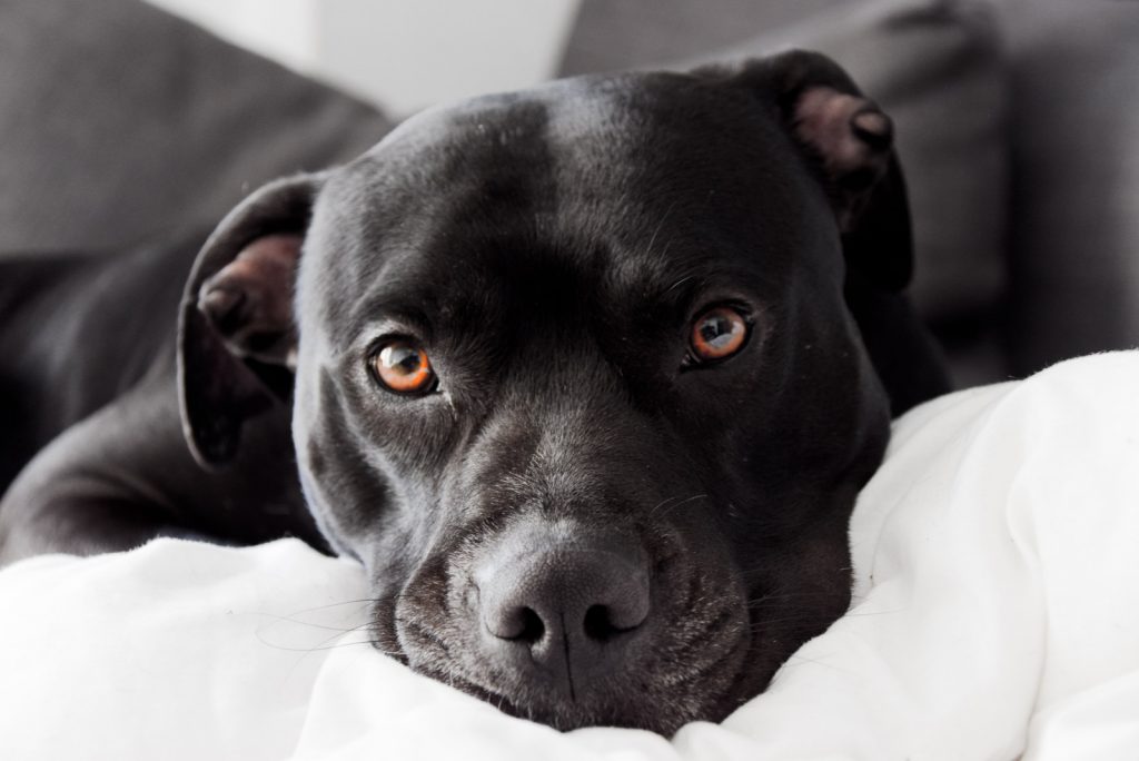 Black Pitbull: Aggressive Hounds Or Sweet Angels?