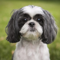 beautiful little Black And White Shih Tzu