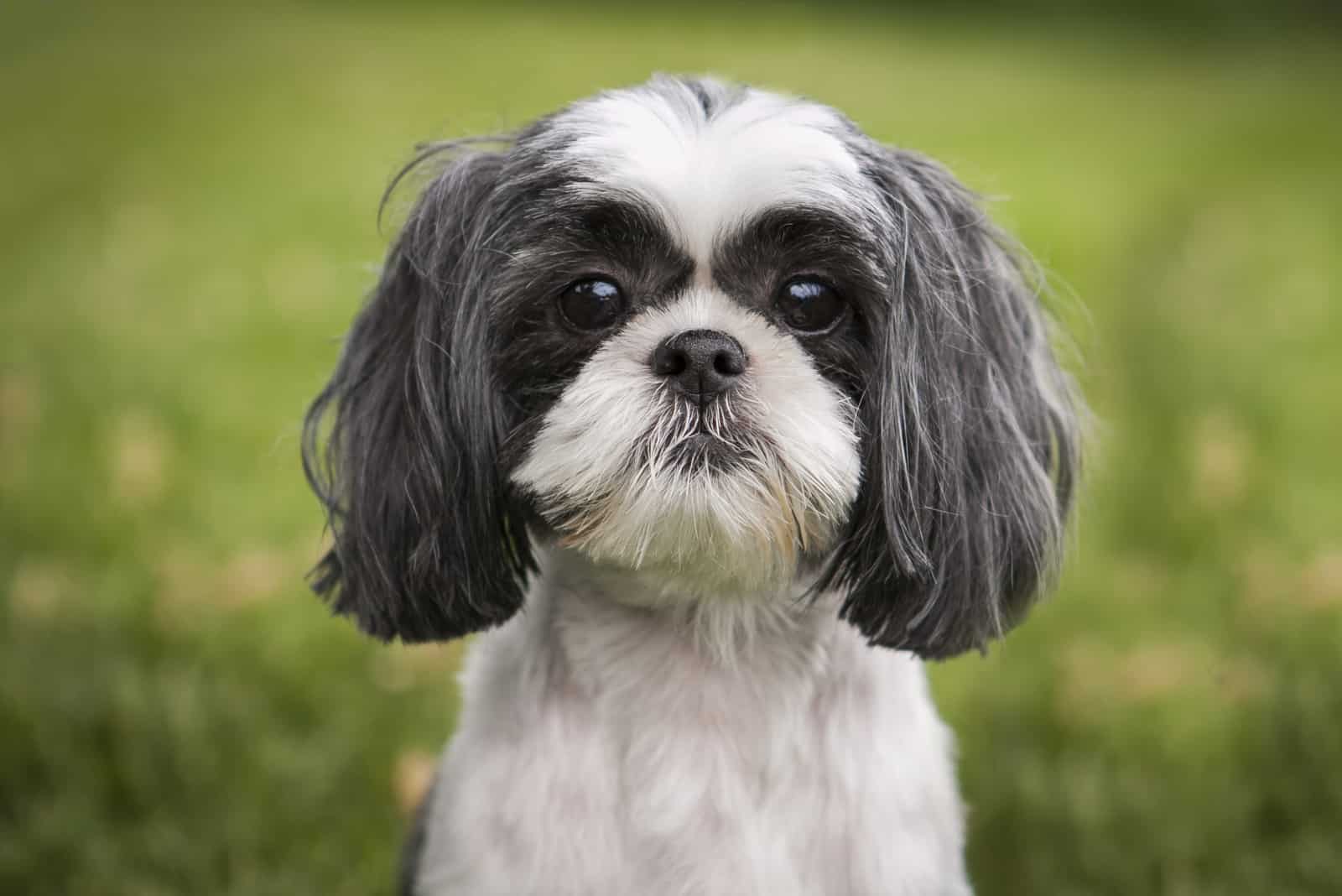 Shih Tzu Colors And Markings: Most Common, Most Rare, Changes | クリスマス ...