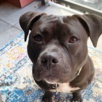 black pitbull sitting still