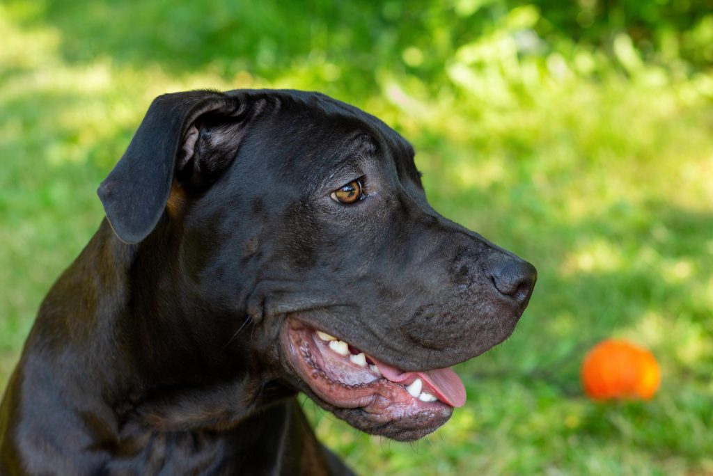 Black Pitbull: Aggressive Hounds Or Sweet Angels?