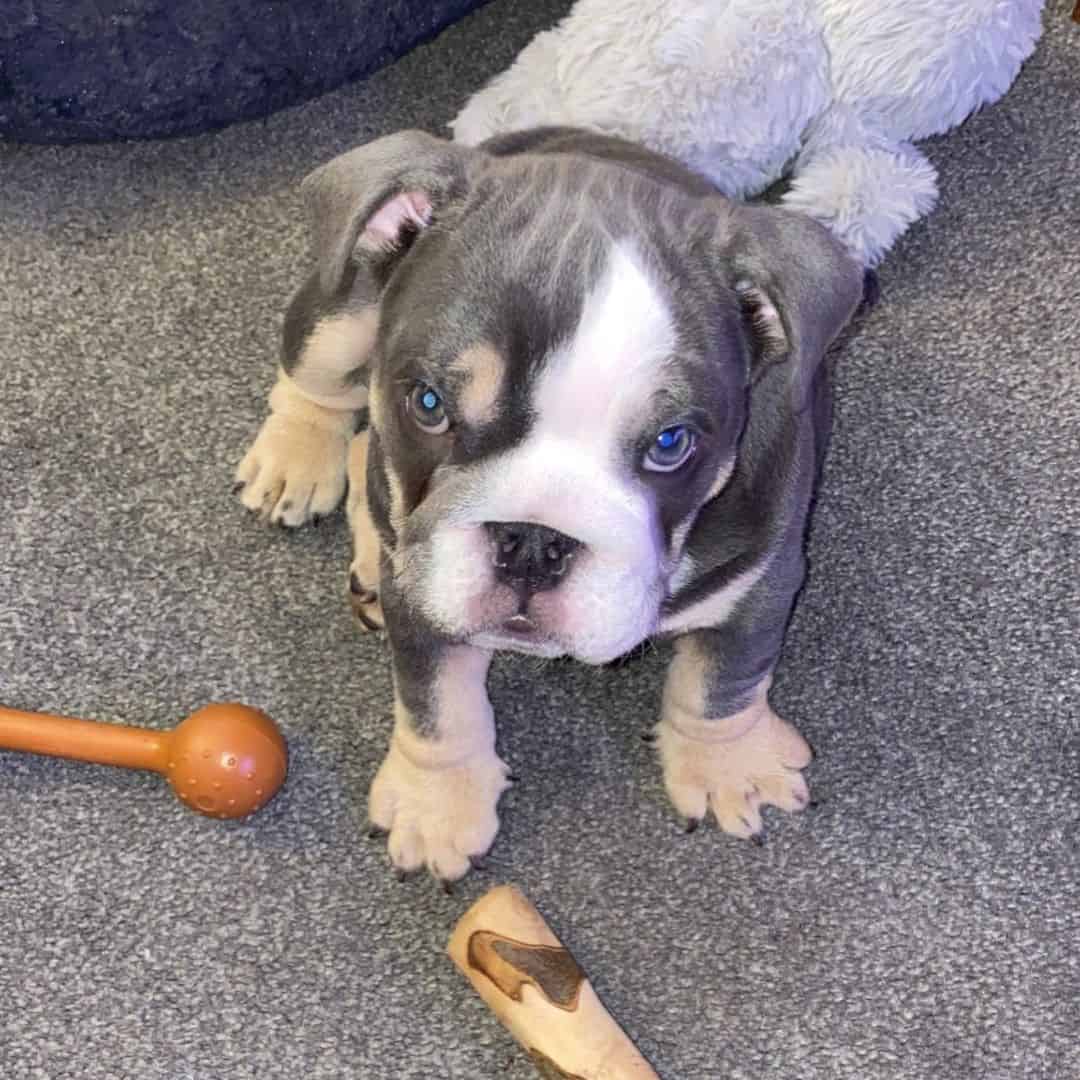 Blu Bulldog inglese pupp