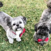 brindle shih tzu