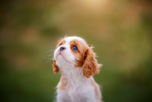 Teacup Cavalier King Charles Spaniel: The Ultimate Guide