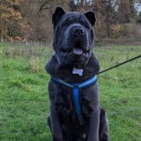 chow pei on the grass