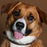 corgi saint bernard mix