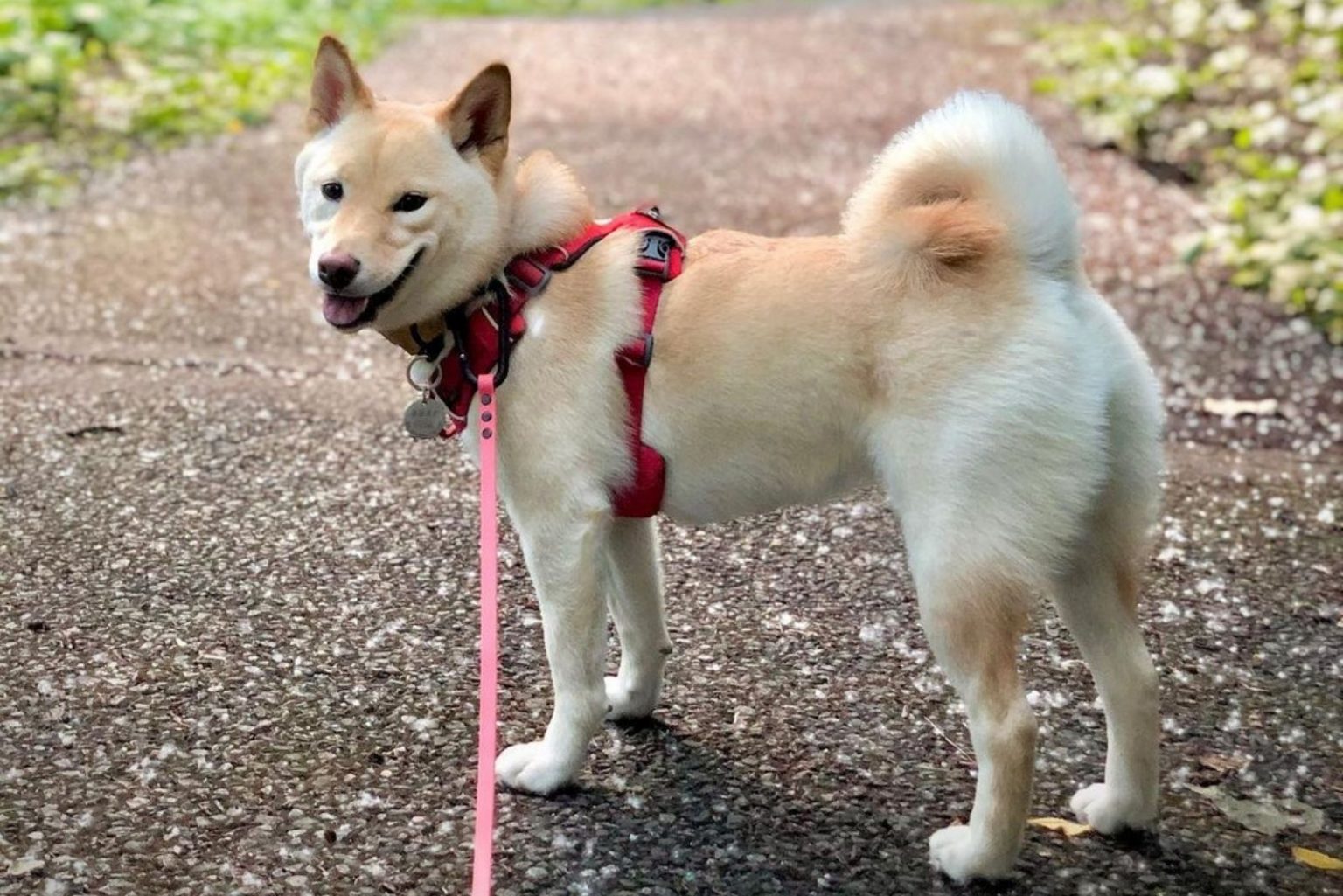 Cream Shiba Inu: The Rarest Shiba Color You'll Adore