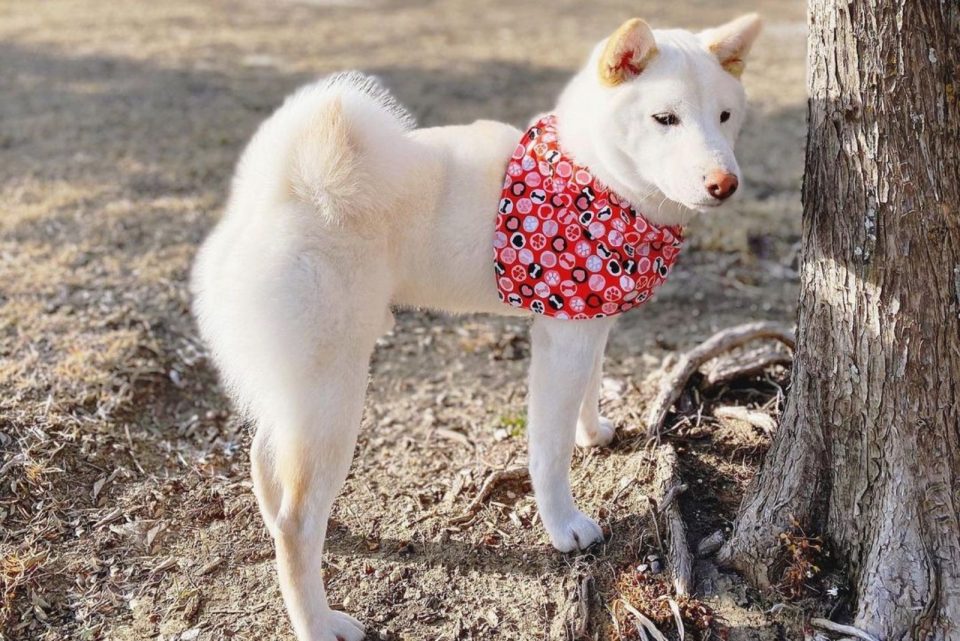 Cream Shiba Inu: The Rarest Shiba Color You'll Adore