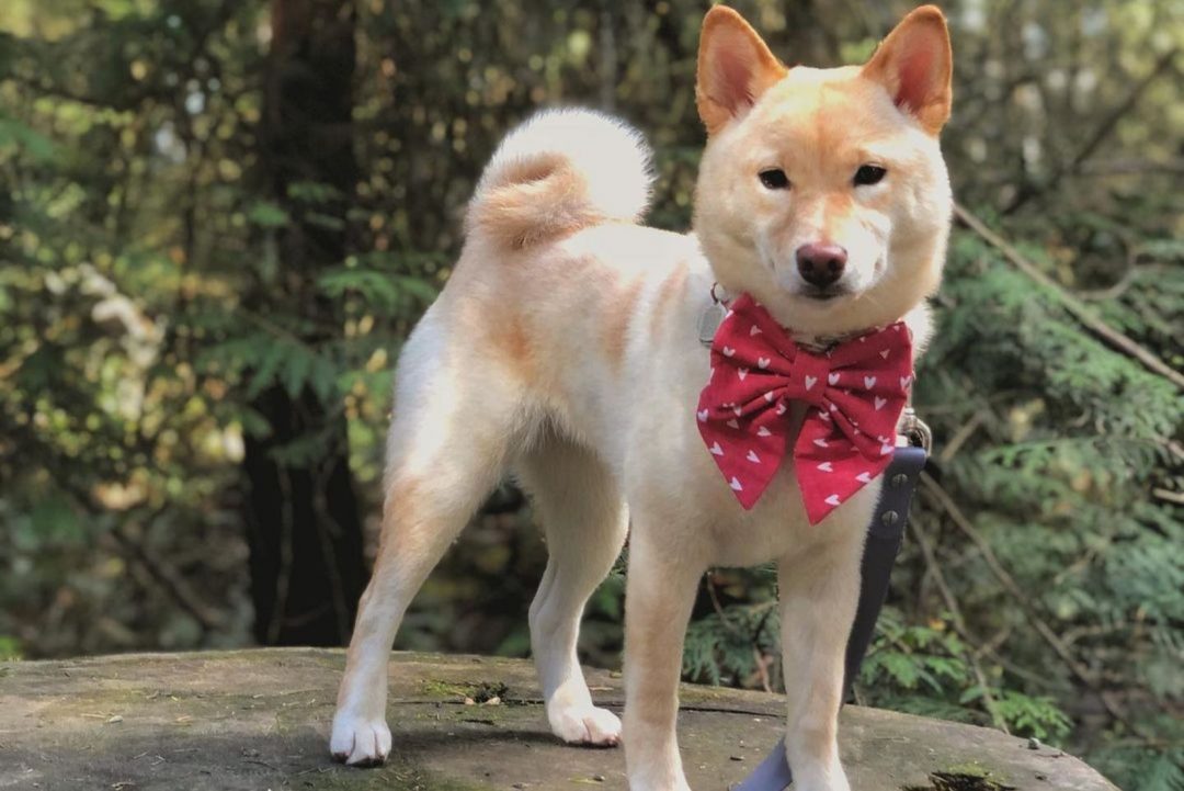 Cream Shiba Inu: The Rarest Shiba Color You'll Adore