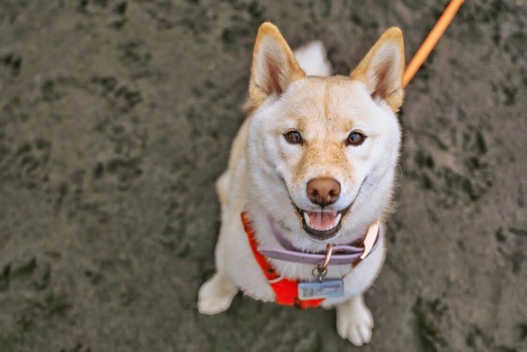 Cream Shiba Inu: The Rarest Shiba Color You'll Adore