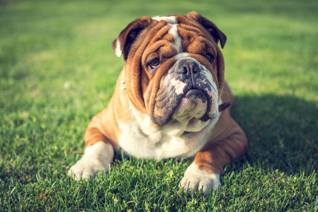 English Bulldog Price: The Puppy Cost And All Other Expenses