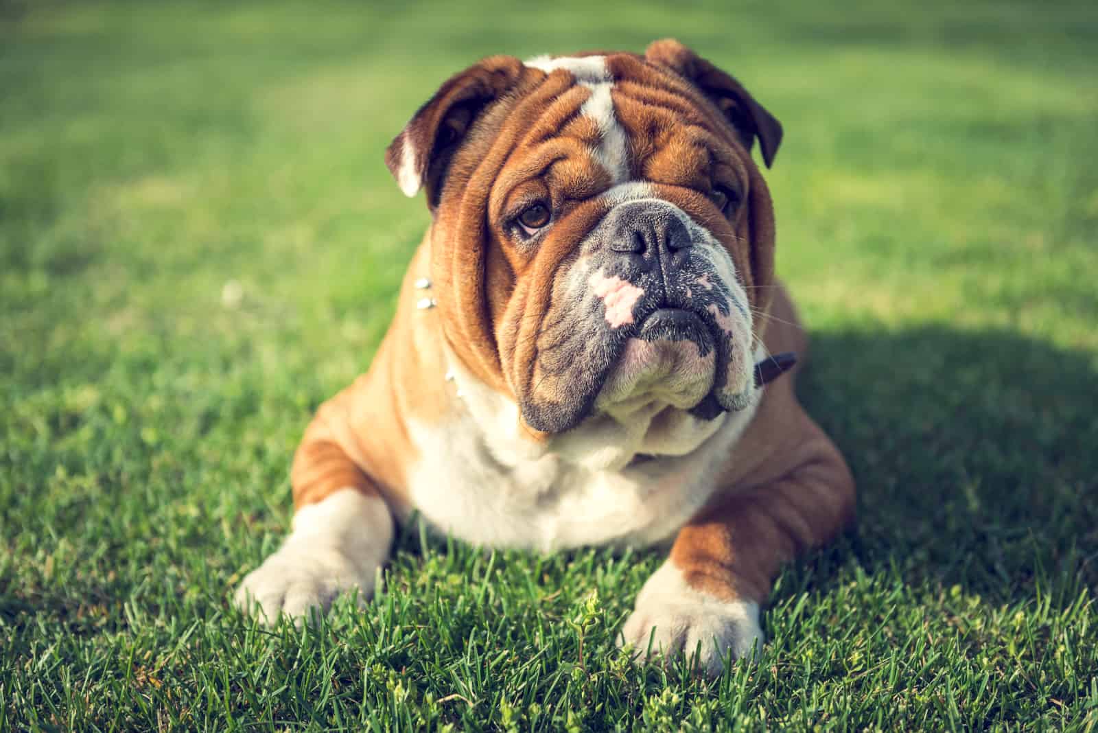 Carino bulldog inglese che si sdraia sull'erba 