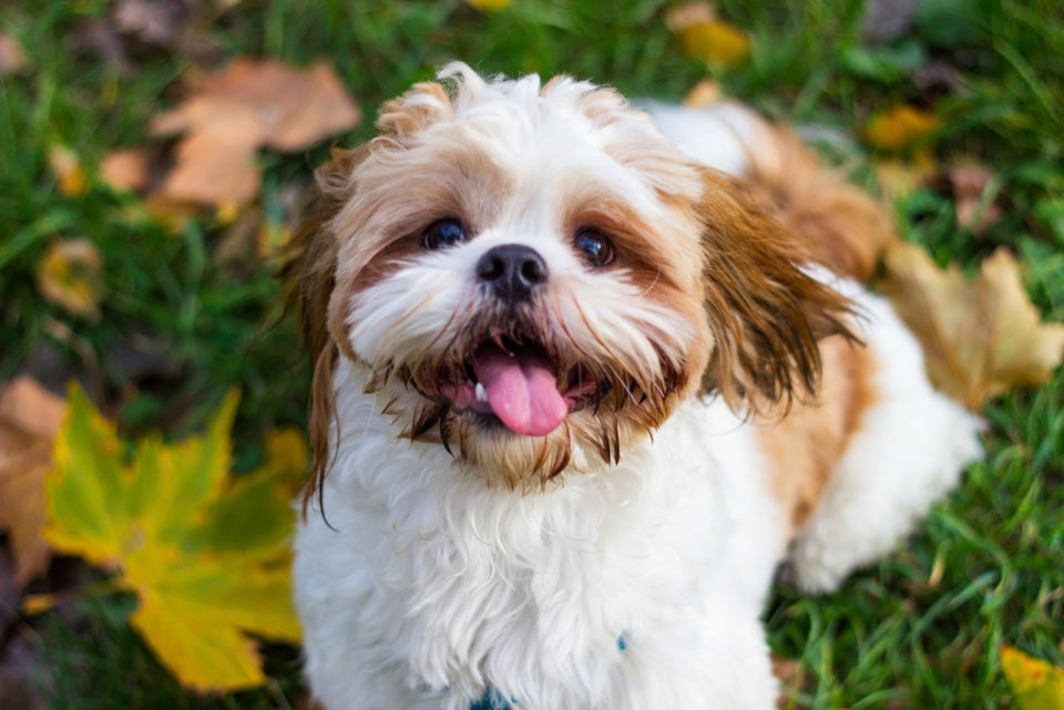 Silver Shih Tzu Is This The Most Unique Shih Tzu Color Shih Tzu Colors Explained 