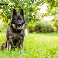 adorable German Shepherd sitting on grass