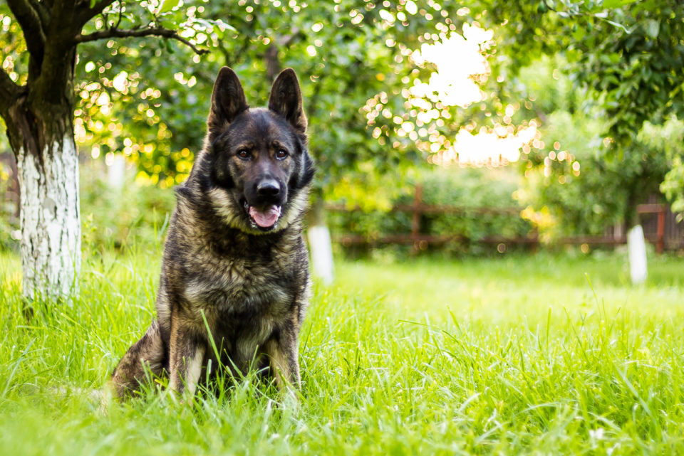 15 German Shepherd Colors That'll Take Your Breath Away