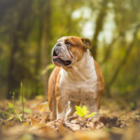 english bulldog walking in the wood