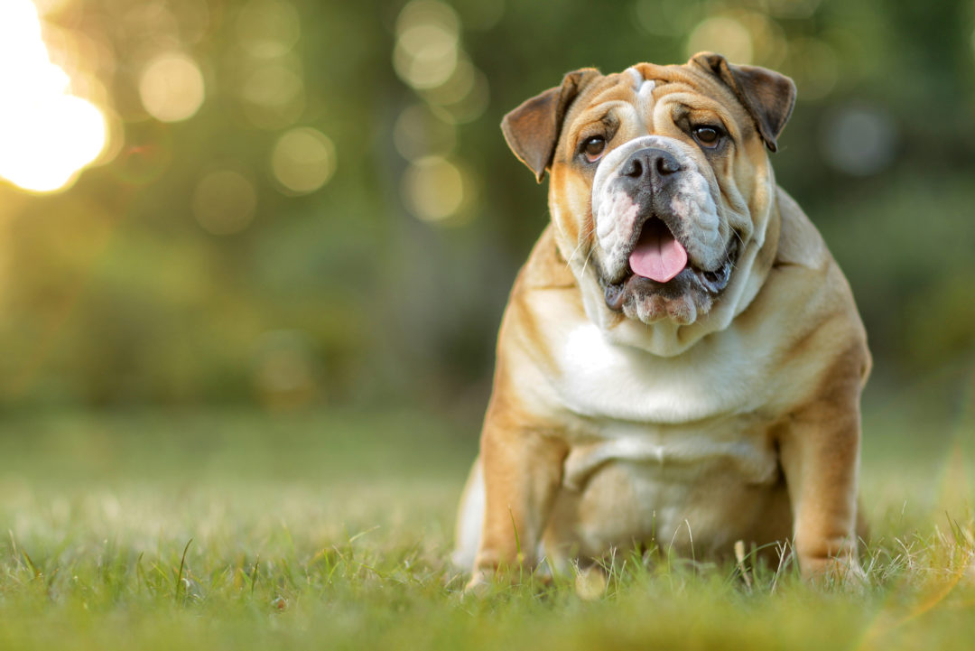 English Bulldog Price - The Cost of Little Bullies