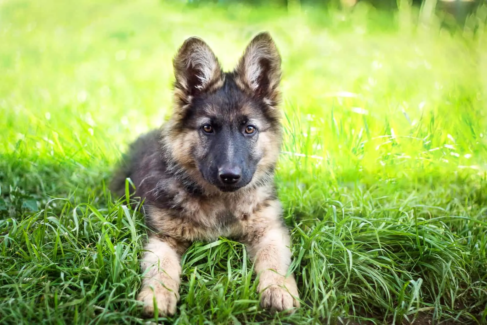 How Much Are German Shepherd Puppies Worth Without Papers