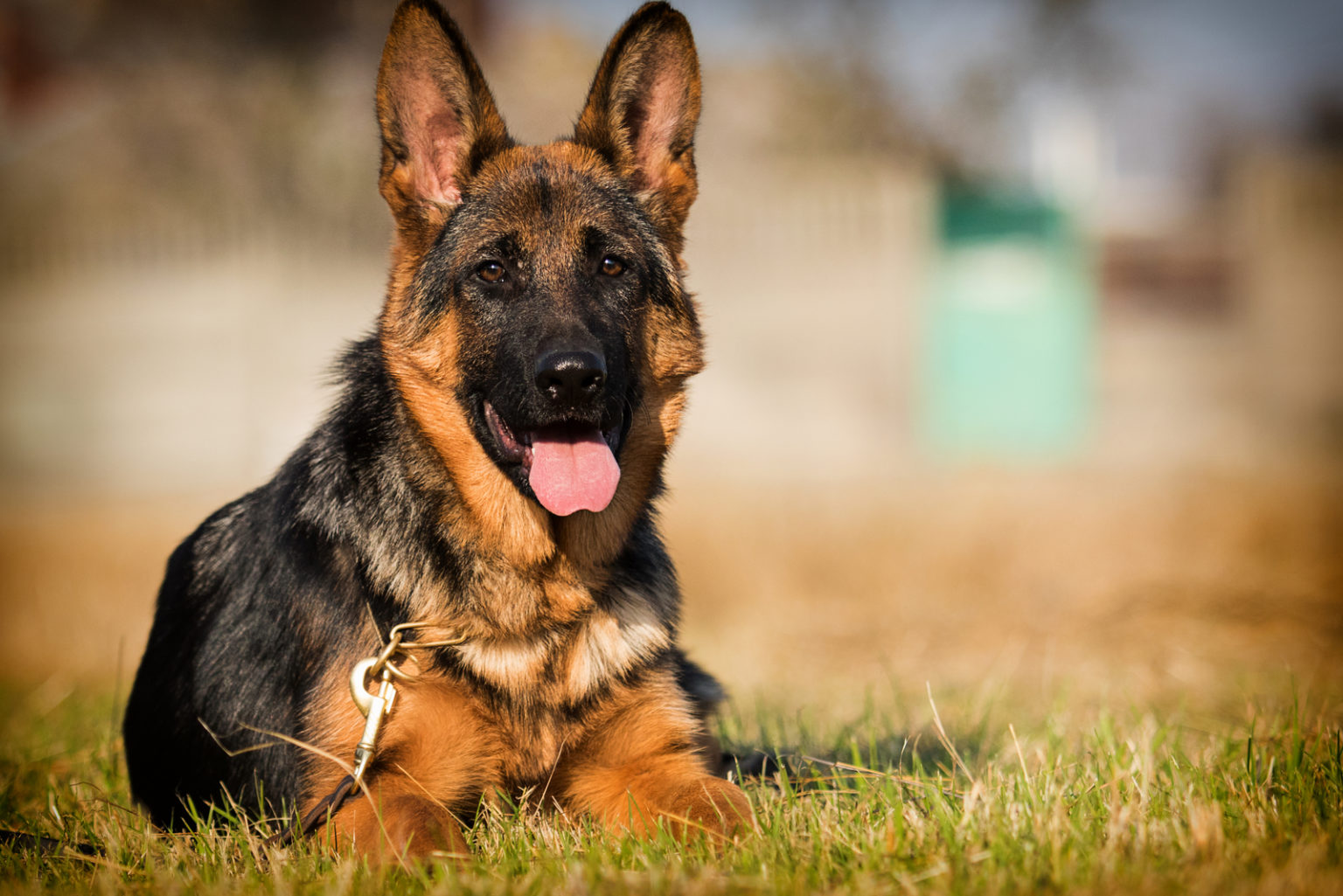 German Shepherd Price: Initial Costs And Additional Expenses