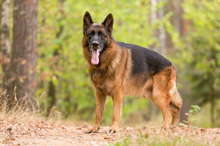 German Shepherd Price - Are These Dogs Expensive to Keep?