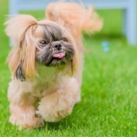 gold shih tzu