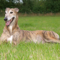 greyhpound dog lying on the grass