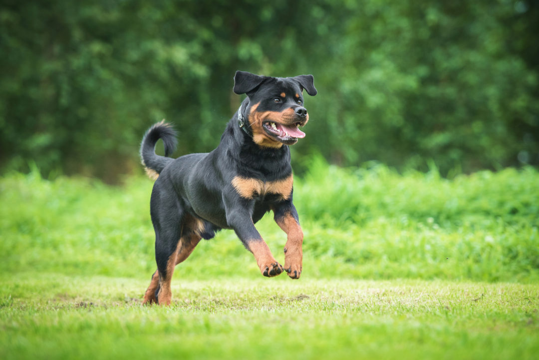 Rottweiler Chow Chow Mix: A Complete Guide For Crossbreed Lovers