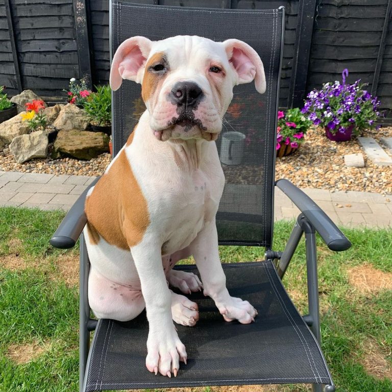 Johnson American Bulldog: In-Depth About This Bully